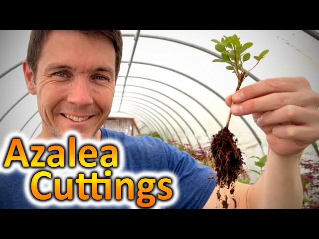 How to Grow Azaleas from Cuttings | Propagating Rooted Cuttings of Azalea Plants