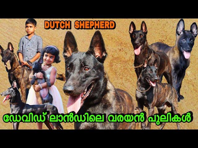 കടിച്ചു കീറുന്ന വരയൻ നായകൾ |Dutch Shepherd| David Land Kennels |Chalakkudy #doglover #dutchshepherd