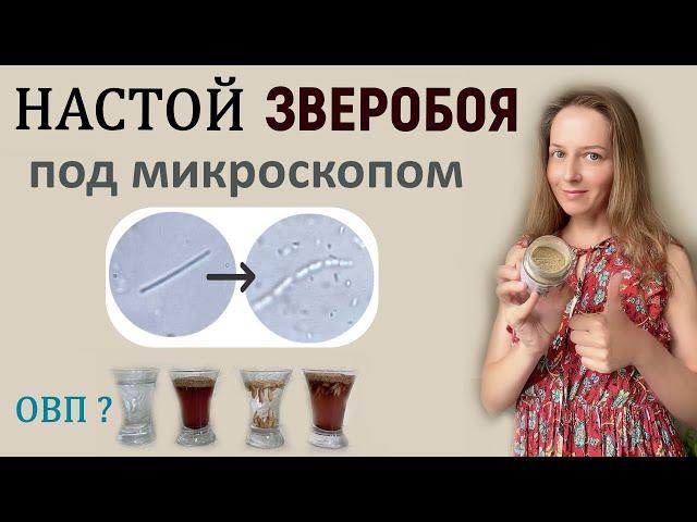 Зверобой - мощное антимикробное средство !  Убивает всякую заразу.