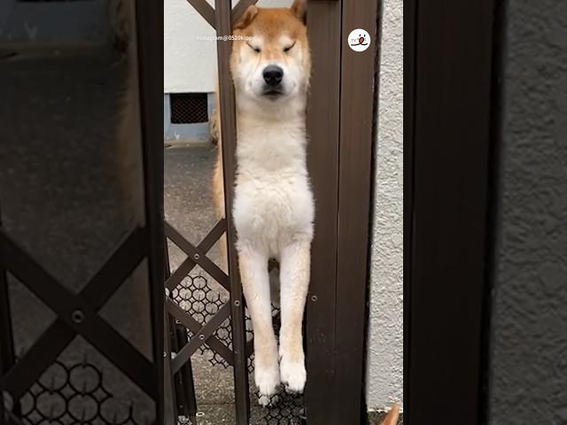 本当に大丈夫ですか…？｜PECO  #柴犬 #赤柴 #茶柴 #柴犬のいる暮らし #shibainu #shiba  #shiba_inu