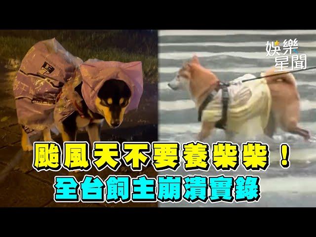 颱風天不要養柴柴！　全台飼主崩潰實錄｜三立娛樂星聞