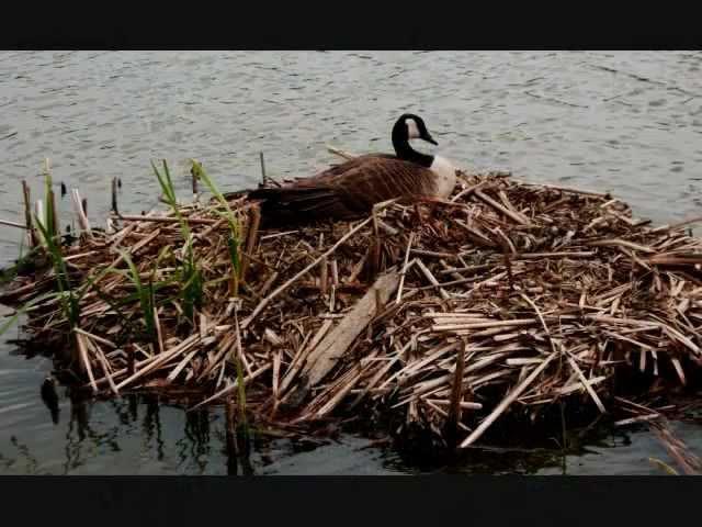 Ducks at Sandy Ridge Reservation