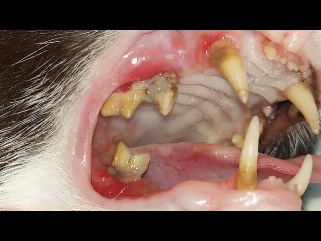 Гнойный пародонтит у кота
