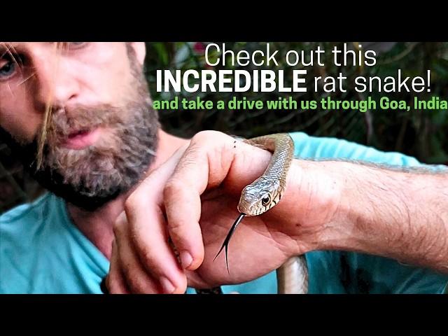 Beautiful rat snake gets TRAPPED in a fishing net - WE RESCUED IT!