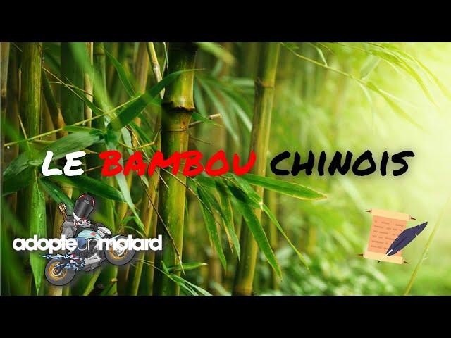 La patience finit toujours par payer (Le bambou chinois)