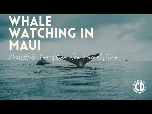 PacWhale Eco Friendly Whale Tour | Hawaii Vacation| Plus Sized Travel | Chubby Diaries