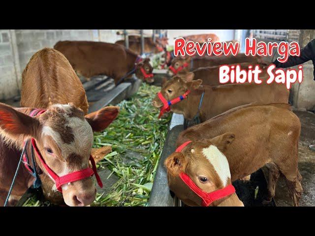 Review Harga Sapi di Tahun baru 2025 Grosir Dapi H.Rudi Malang