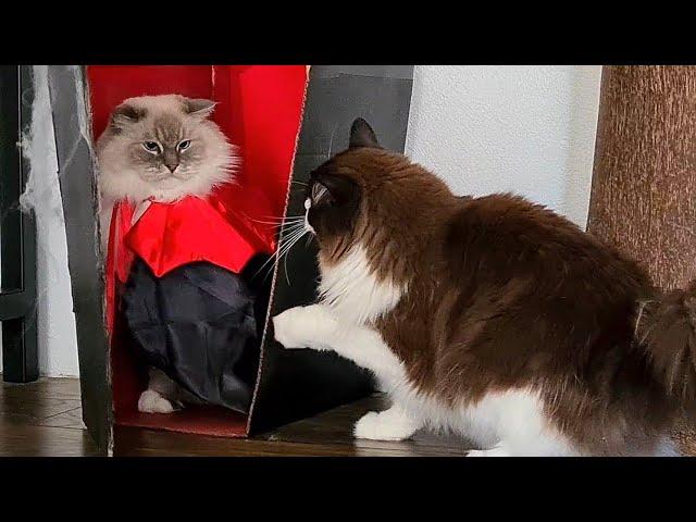 Cats Are Fighting Over Halloween Costume  - Try Not To Laugh