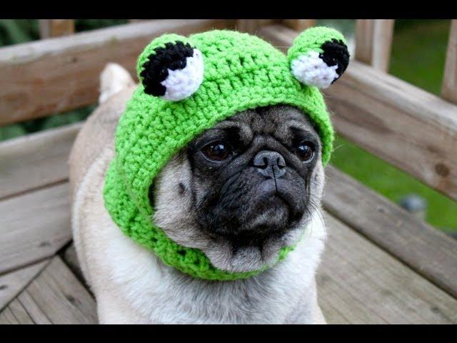 Мопс (Pug). Породы собак (Dog Breeds)