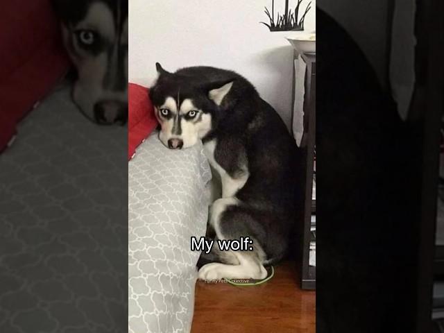 Normal dogs vs Huskies#shorts #dog #doglover #dogs #huskies #expectationvsreality #vs