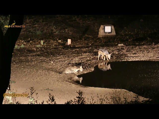 Unexpected Encounter: Serval Cat and Jackal Cross Paths