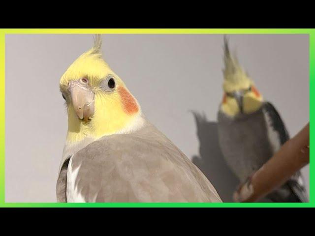 Flock Birds Singing & Having Fun The Bird Sanctuary | 4hrs of Singing