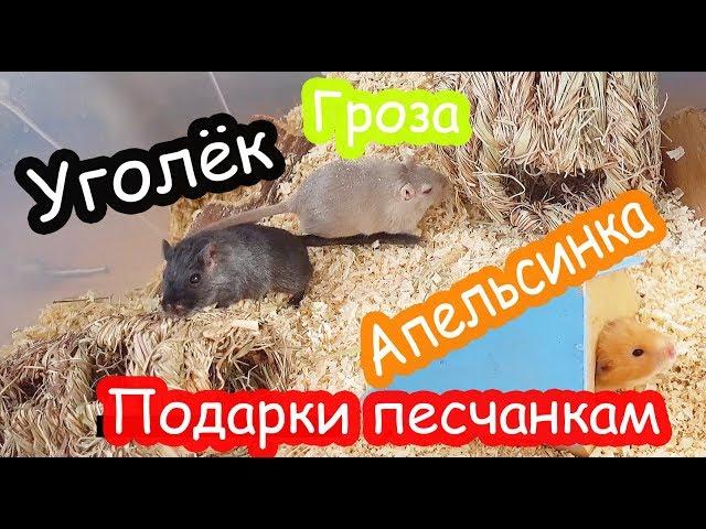 Хомяк Печенька переезжает. Уборка у Апельсинки. Подарки песчанкам