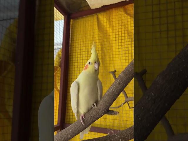 Cockatiel Calling Sound | Cocktail Sound #cockatiel