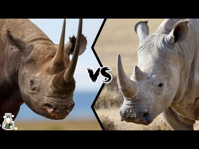 Black Rhino vs White Rhino - Who Would Win In A Fight?