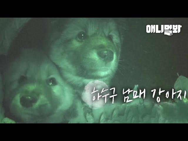 Dog Siblings Trapped In A Sewer Call For SOS