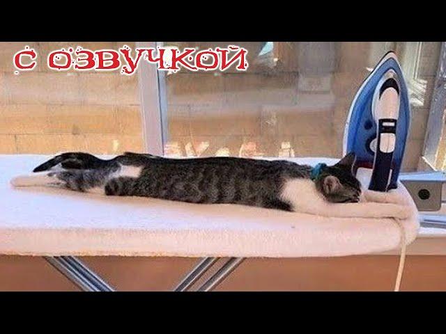 Funny Animal Videos 2023 - Funniest Dogs and Cats Videos #157