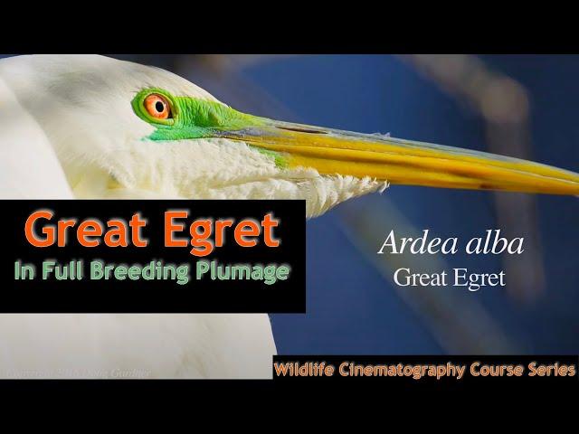 Immersive Look At A Great Egret In Breeding Plumage