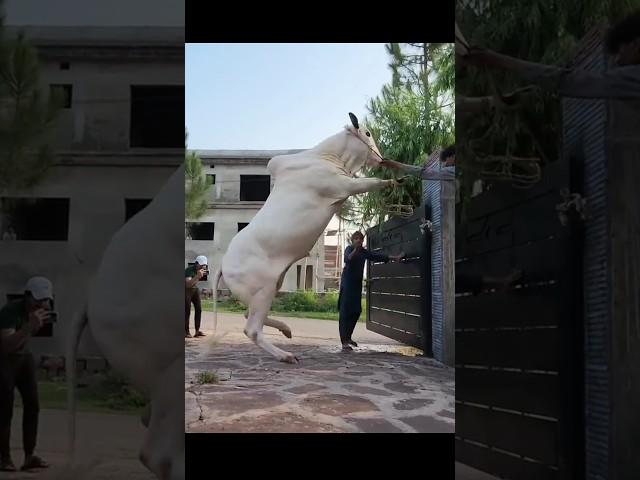 Qurbani ka Janwar Big Cow 2023 eid danger Cow #cow