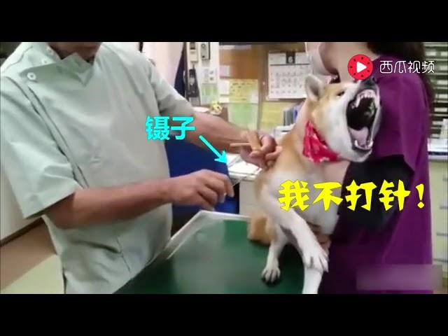 【萌宠合集】今日头条 主人带柴犬去打针，柴犬一看到医生就狂叫，绝对是戏精