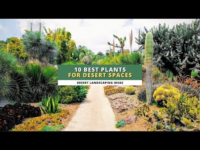 Desert Landscaping Ideas: 10 Best Plants for Your Desert Spaces ️