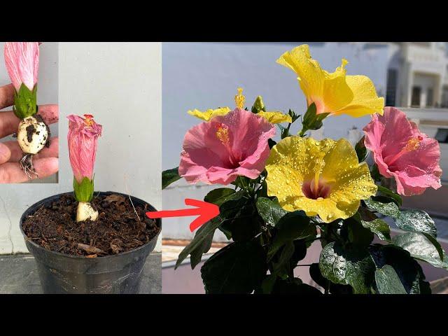 How I grow big hibiscus flowers with this little tip | hoa giâm bụt