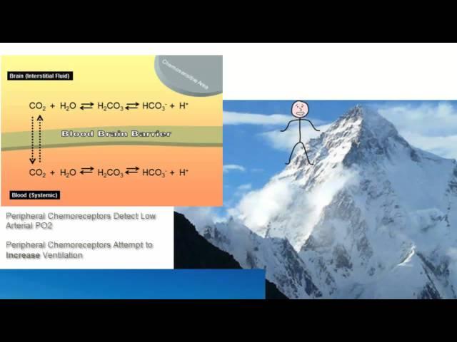 Altitude Adaptation of Central Chemoreceptors