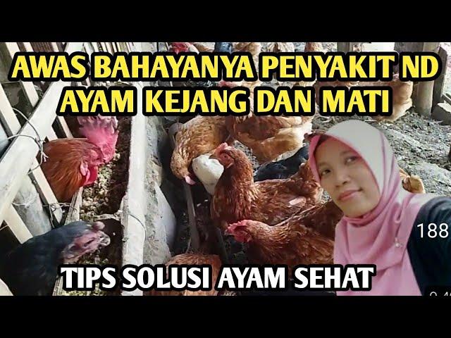 penyebab dan cara mengatasi penyakit ND (ayam kejang terus mati)