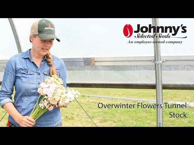 Overwinter Flowers Tunnel : Stock (Matthiola incana)