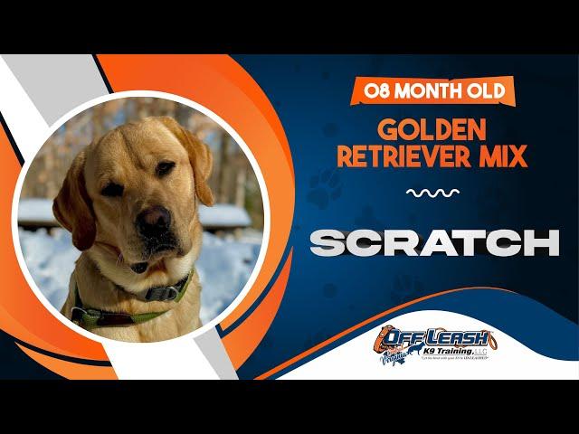 Scratch | 8mo. Golden Retriever mix | The Best Dog Trainers in Virginia