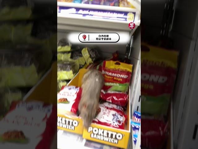 白沙平价超市惊见老鼠在货架！#zaobaosg #sgnews