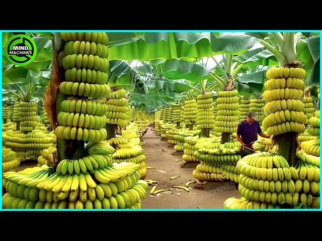 The Most Modern Agriculture Machines That Are At Another Level , How To Harvest Bananas In Farm ▶5