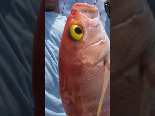 Fisherman describes differences in species #shortsviral #fishing #shorts