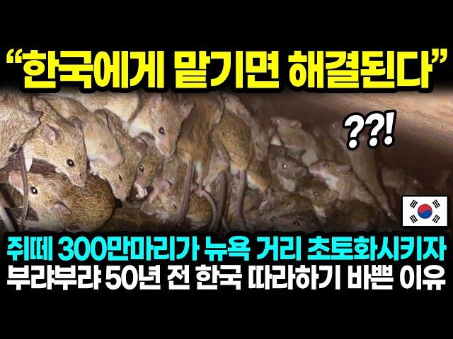 "한국에게 맡기면 해결된다" 쥐떼 300만 마리가 뉴욕 거리 초토화시키자 부랴부랴 50년 전 한국 따라하기 바쁜 이유 l 해외반응 한류