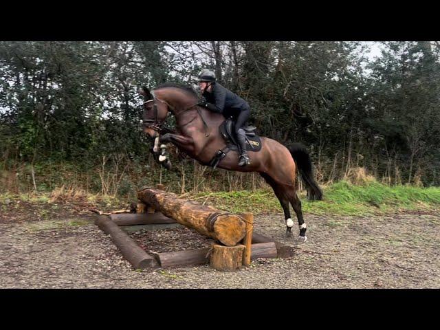 7 year old 16.1hh mare