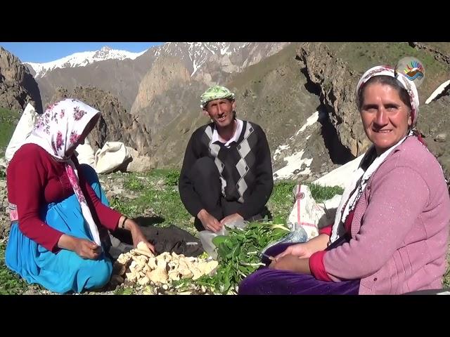 Hakkari Oledirî Vadisi Ot Toplama