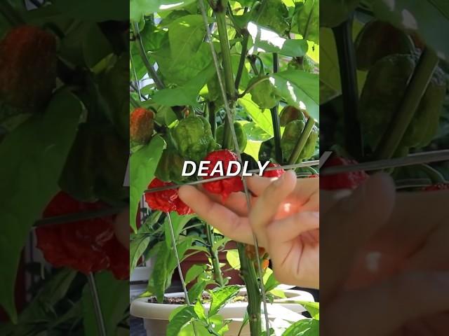 How to Grow Carolina Reapers from Seed