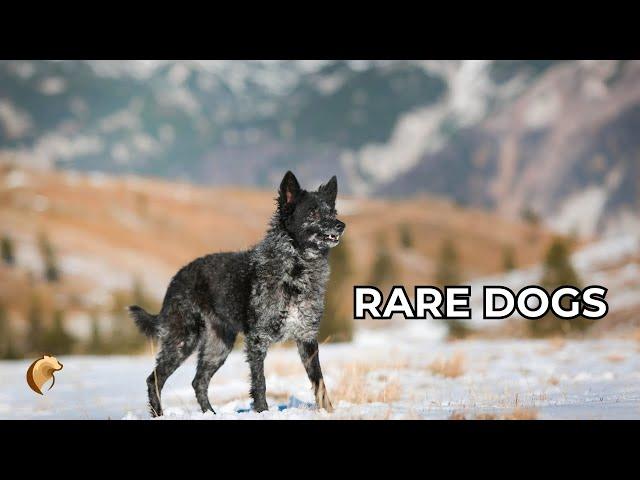 Top 5 RAREST Dog Breeds In The World!