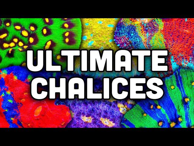 Chalice Corals! Colors, Contrast, and Challenges!