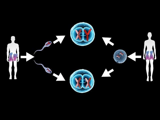 Sex Determination: Who is responsible for the gender of a new born baby?