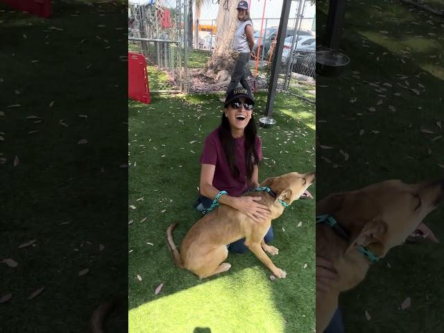 NEW A5697685 Dawg | German Shepherd Mix