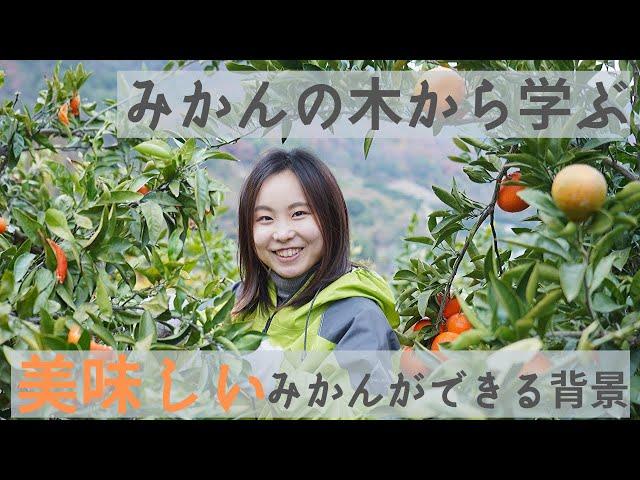 みかんの木から学ぶ！美味しいみかんができる背景。