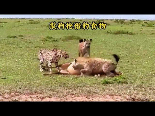 鬣狗搶走了獵豹食物！真是太強勢了#動物世界#動物解說