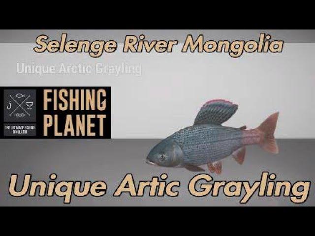 Fishing Planet - Unique Artic Grayling - Selenge River Mongolia