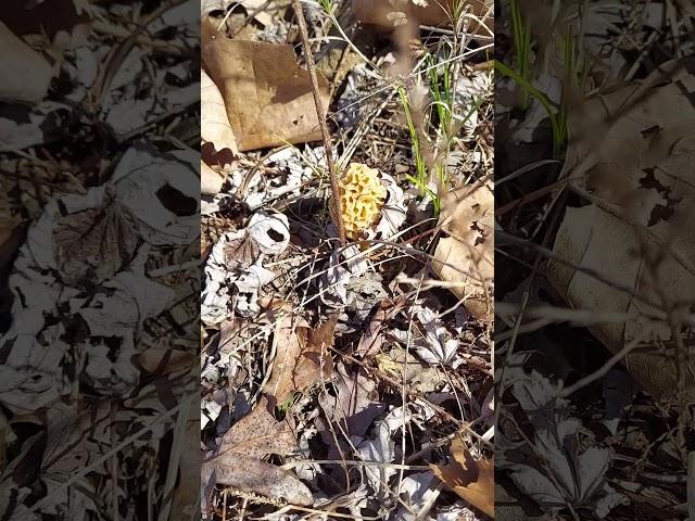 Morel Mushroom Hunting! #mushroom #mushroomhunting