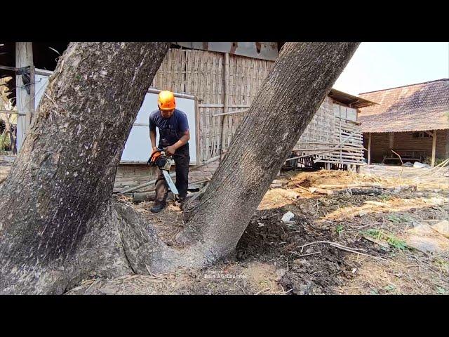 Anticipate disaster..‼️ cut down 2 disturbing trees that threaten the safety of the house