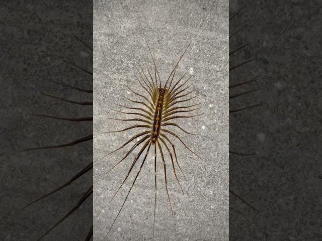House centipedes ️️ #animals #centipedes #house #wildlife #food #vlog #nature  #life