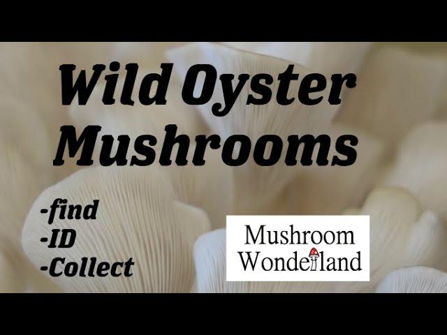 Finding spring Oyster Mushrooms, Pleurotus ostreatus