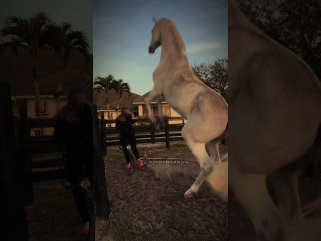spicy  #horse #fypシ #equestrain #лошади #subscribe #рек #конныйспорт #рекомендации #edit