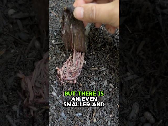 Worm Symphony? #gardening #vermicomposting #redworms #compost #composting #worms #foodwaste #garden